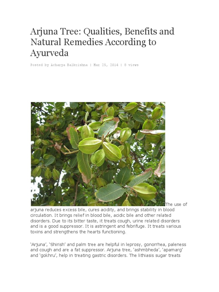 Arjuna Tree Qualities, Benefits and Natural Remedies According to