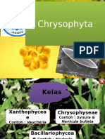 Chrysophyta