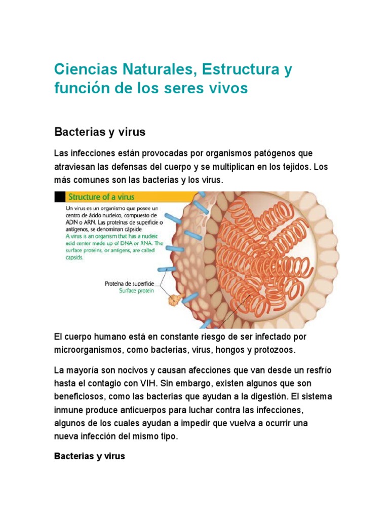 Virus y bacterias: estructura y funciones | PDF | Infección | Las bacterias