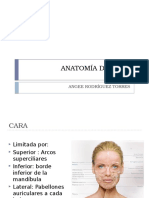 Anatomía de Cara