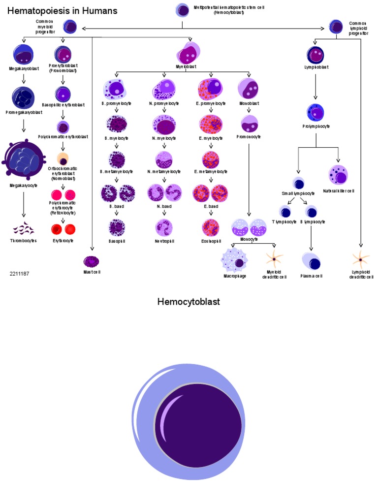 Toolkit Biology 01 Cell | PDF | Hematopoietic Stem Cell | Haematopoiesis
