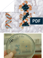 Genetica Molecular y Microbiana 2016 i