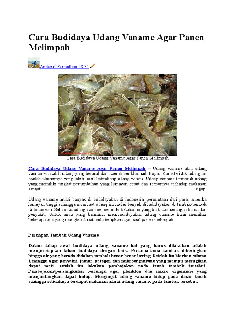 Cara Budidaya Udang Vaname Agar Panen Melimpah