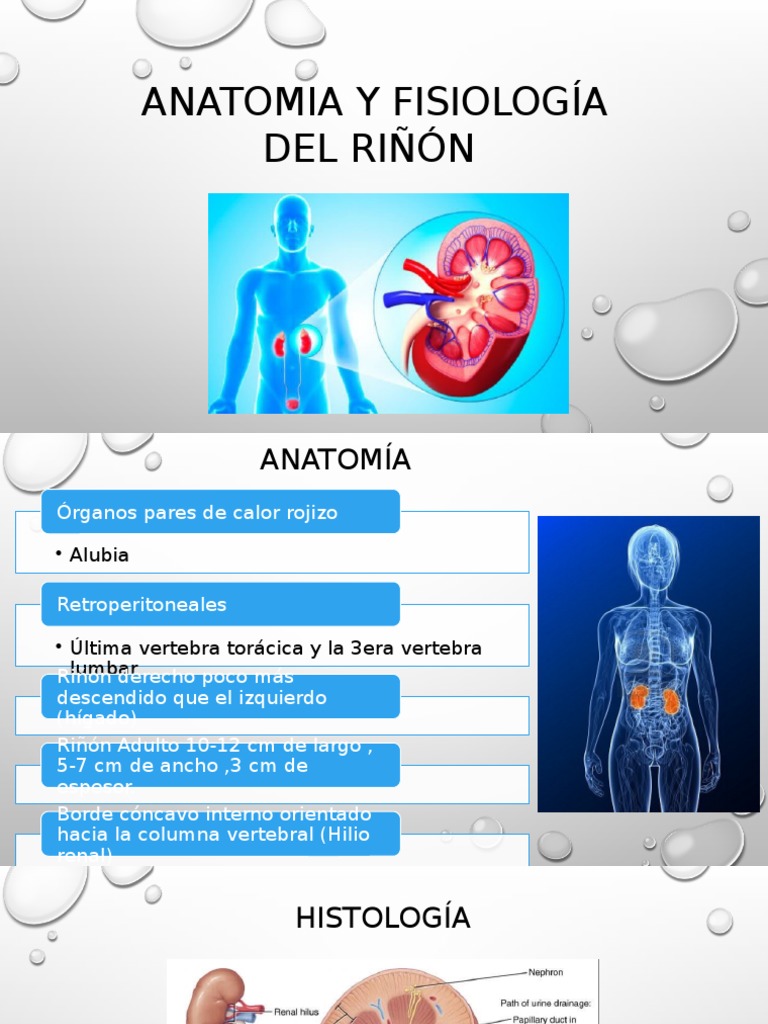 Anatomia y Fisiología Del Riñón | Riñón | Angiotensina