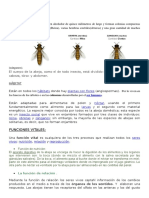 Abejas