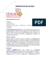 Ciclo Reproductivo de Los Virus