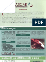 Enfermedades en Vacunos PDF