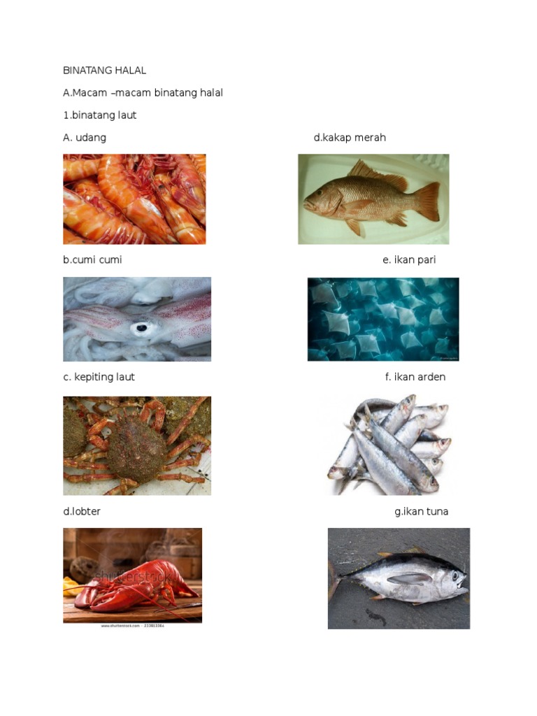 76 Koleksi Gambar Binatang Laut Halal Gratis Terbaru