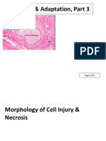 Cell Injury and Adaptation Part 3 Sept 2016