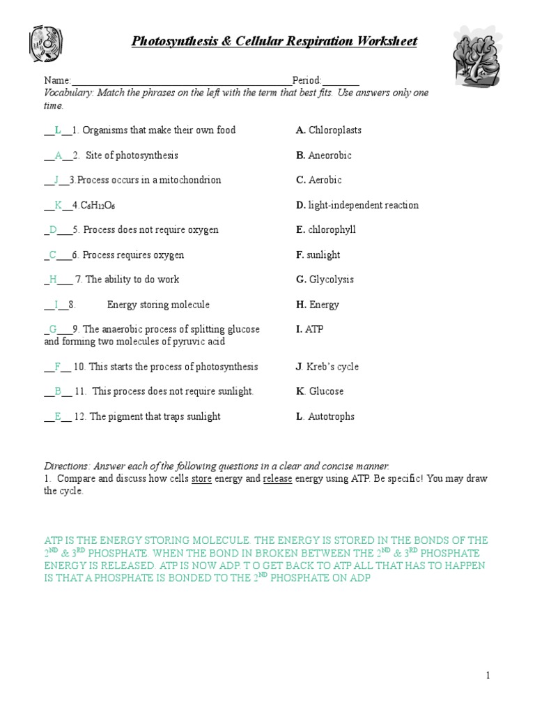 Worksheets Photosynthesis Worksheet Answers photosynthesis review worksheet answers free worksheets library templates and worksheets