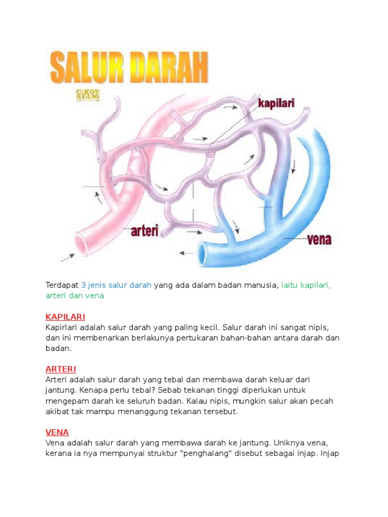 Terdapat 3 Jenis Salur Darah Yang Ada Dalam Badan Manusia | PDF