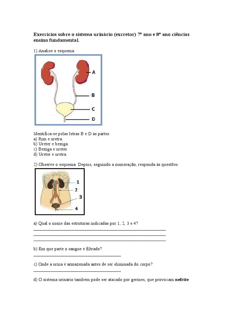 Exercícios Sobre o Sistema Urinário