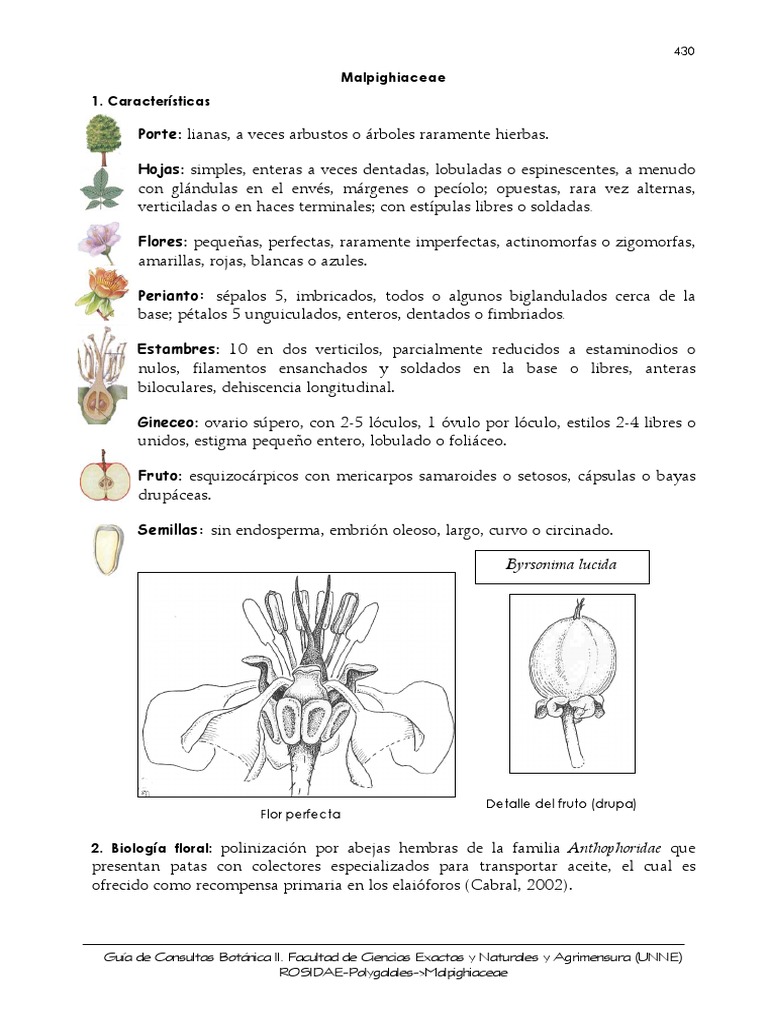 Características de la familia Malpighiaceae | PDF | Flores ...