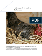 Gallinas Ponedoras