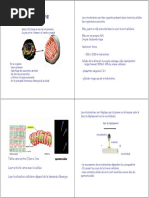 Mitochondrie.pdf