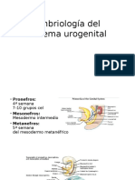 Embriología Del Sistema Urogenital