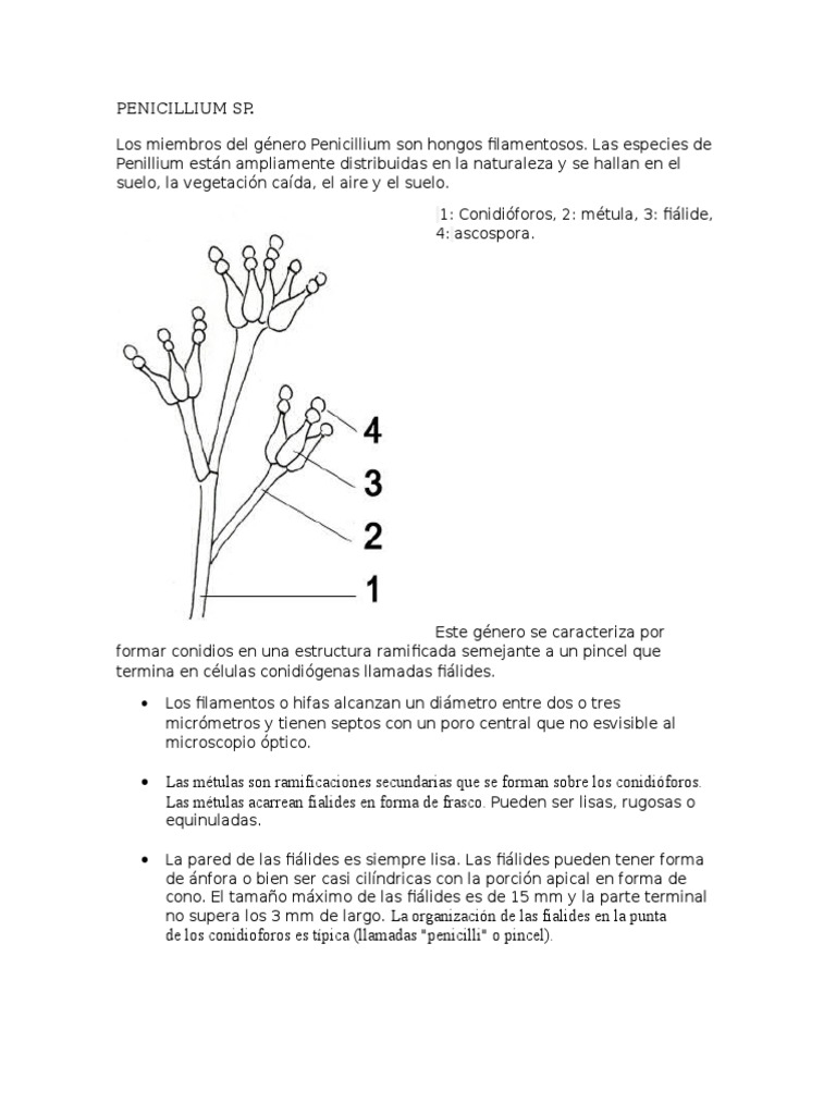 Morfología y Estructura de Penicillium | PDF