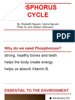 Period 0 - Phosphorus Cycle