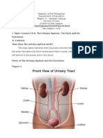 The Urinary System