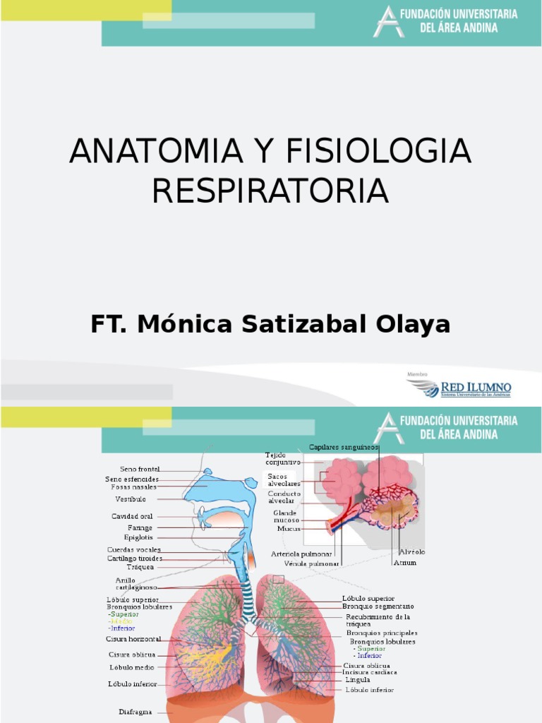 Anatomia y Fisiologia Respiratoria Sistema respiratorio