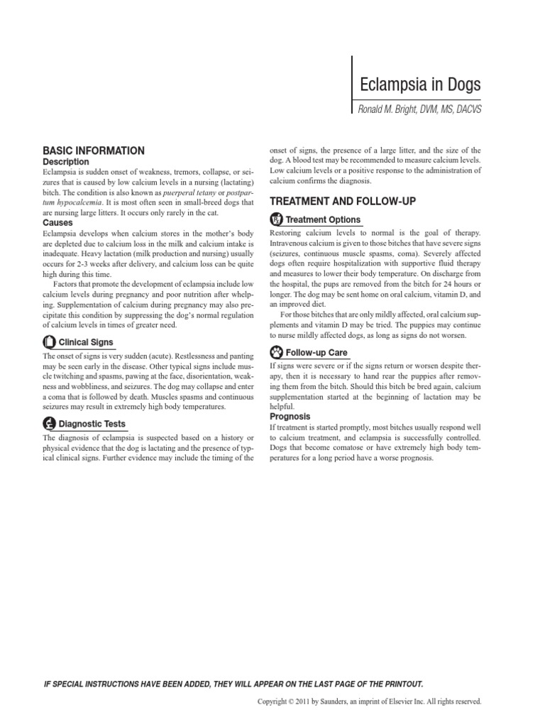 Eclampsia in Dogs Coma Dogs