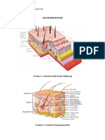 Anatomi Kulit
