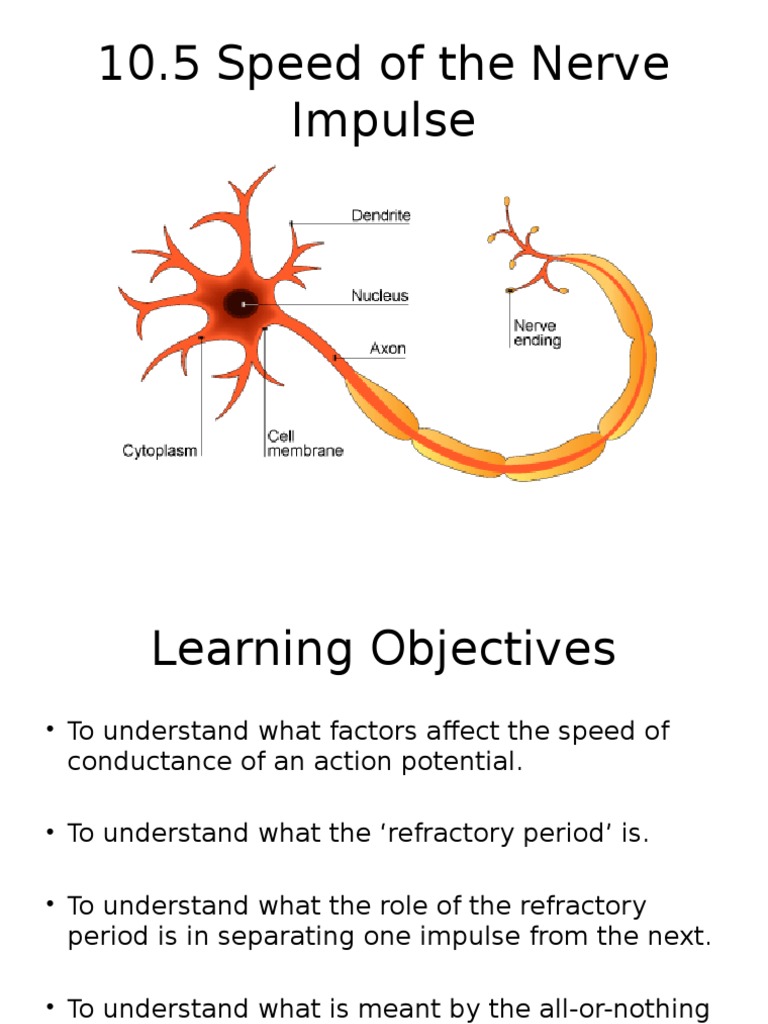 10.5 Speed of the Nerve Impulse Action Potential Axon