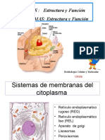 LISOSOMA Peroxmariela