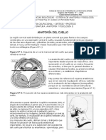 41-Anatomia Del Cuello