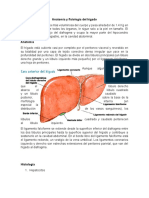 Higado Anato y Fisio