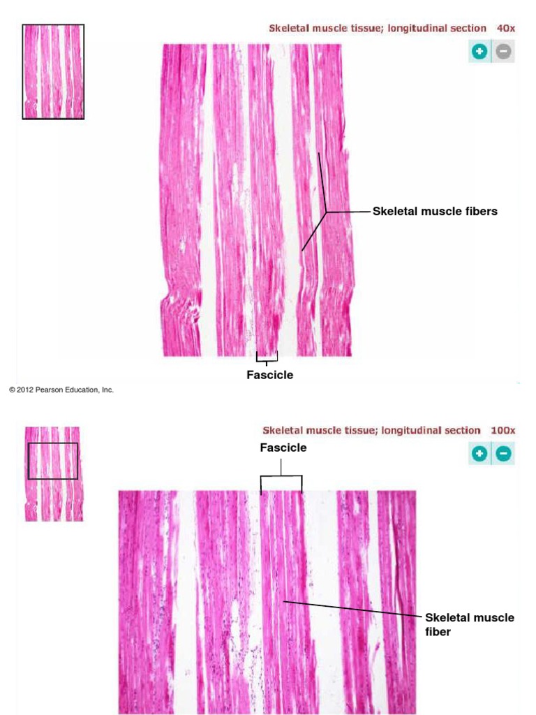 Skeletal Muscle Fibers: © 2012 Pearson Education, Inc | PDF