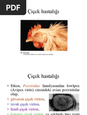 tavuklarda goz sismesine dogal cozum