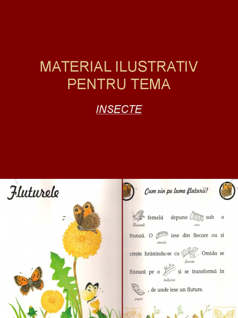 Insecte | PDF