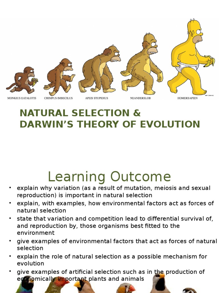 Natural Selection and Evolution Explained | PDF | Natural Selection ...