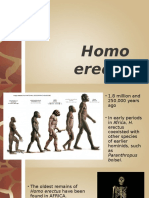 Homo Erectus