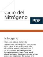 Ciclo Del Nitrógeno