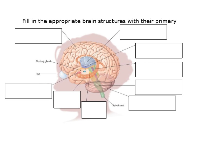 Brain Diagram Assignment | PDF