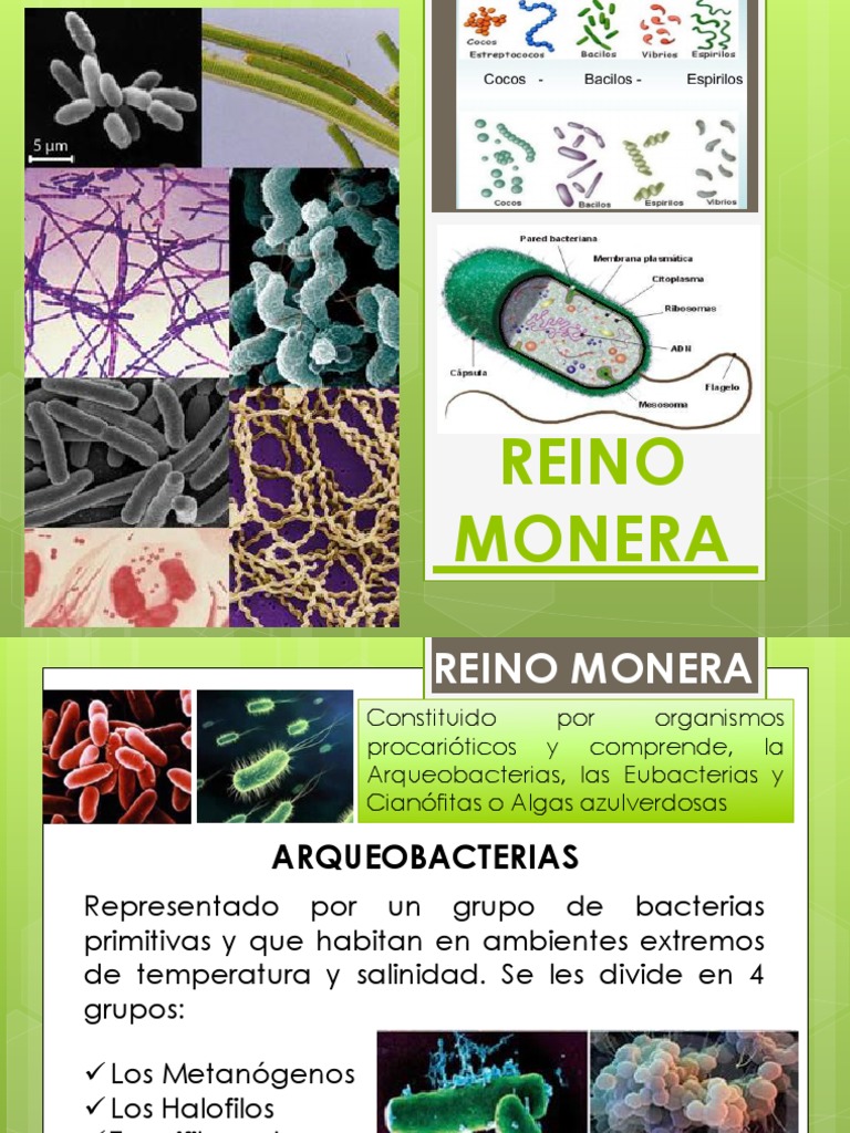 Aspectos Relacionados A Atividade Economica Do Reino Monera