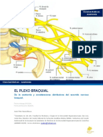 Plexo Braquial.pdf