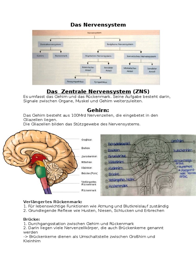 Das Nervensystem