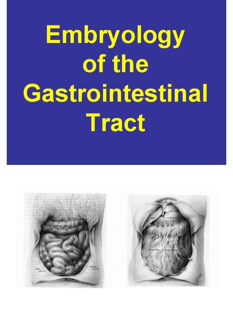 Embryology of The Gastrointestinal Tract | PDF