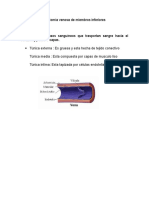 Anatomía venosa de miembros inferiores