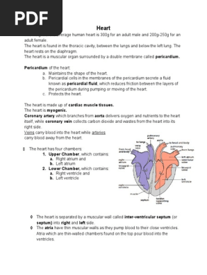 Heart