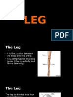 Leg