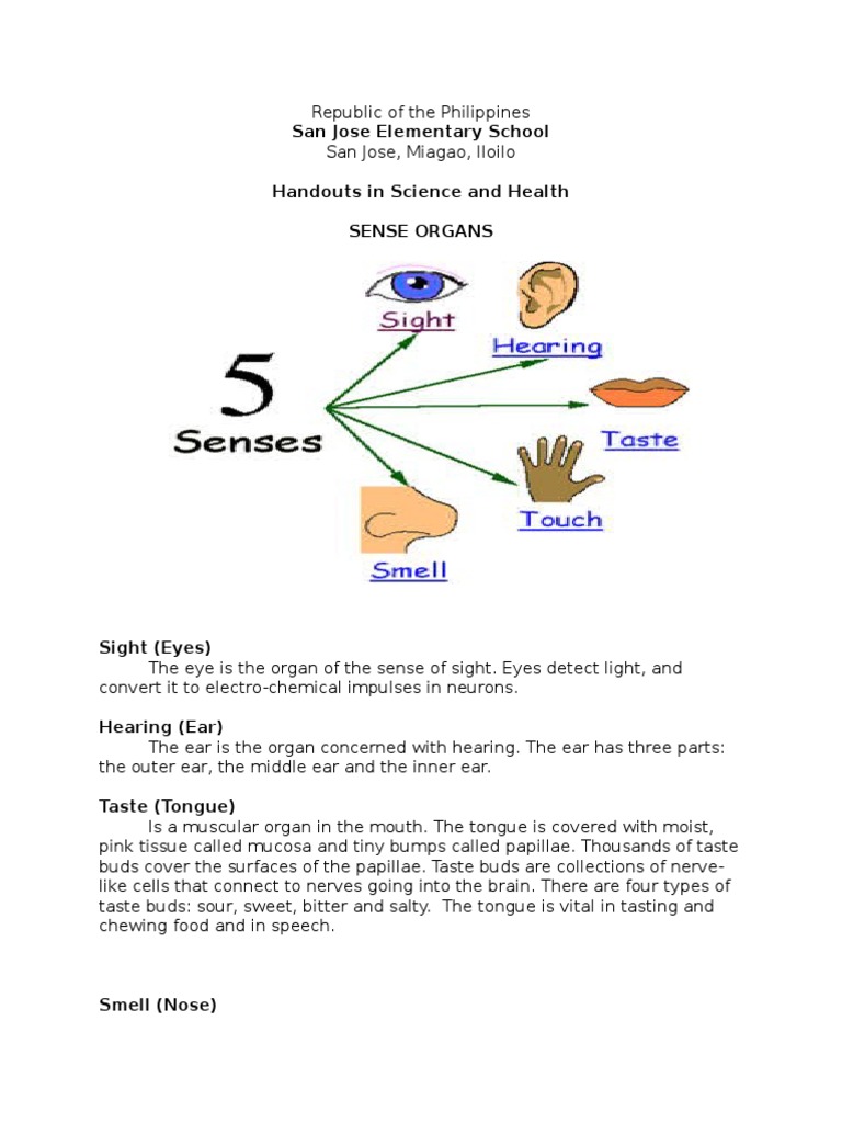 Sense Organs: Functions and Anatomy | PDF | Foreign Language Studies ...