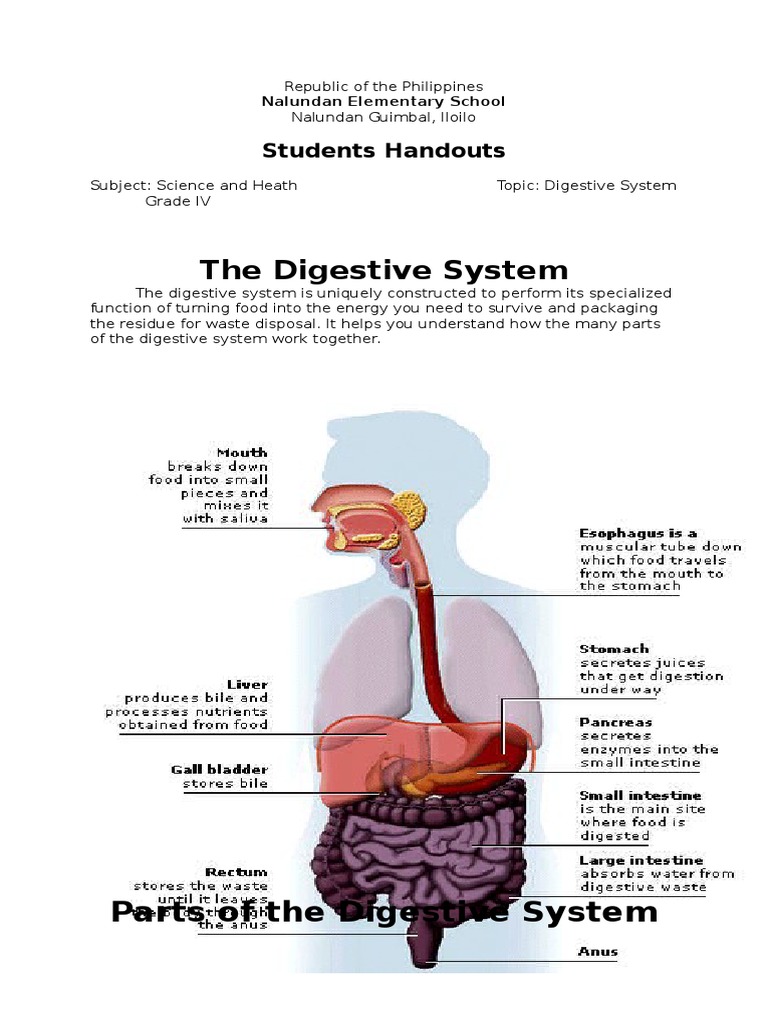 Final Handouts | Human Digestive System | Gastrointestinal Tract