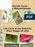 Butterfly Life Cycle Debz