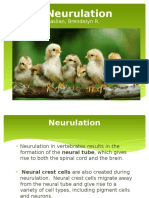 Chick Neurulation