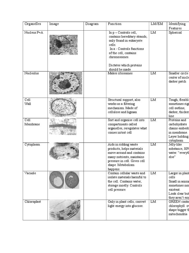 Key Cell Organelles and Their Functions | PDF | Science & Mathematics