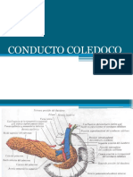 Conducto Coledoco y Pancreas